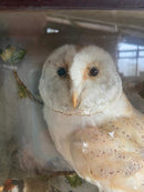 Antique Cased Taxidermy of a Barn Owl and Gold FinchesVintage FrogFurniture