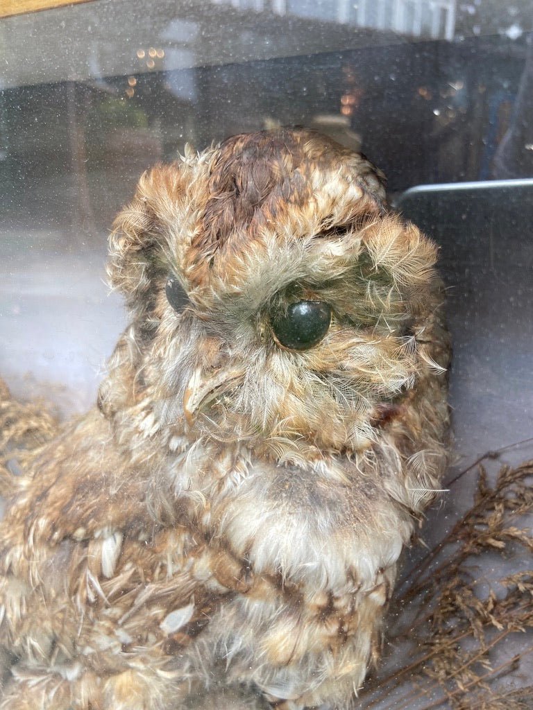 Antique Cased Taxidermy OwlVintage FrogFurniture