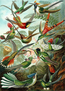 Birds of Paradise Illustration by Ernst Haeckel Print On Canvas, Wall Hanging Decor PictureVintage FrogPictures & Prints