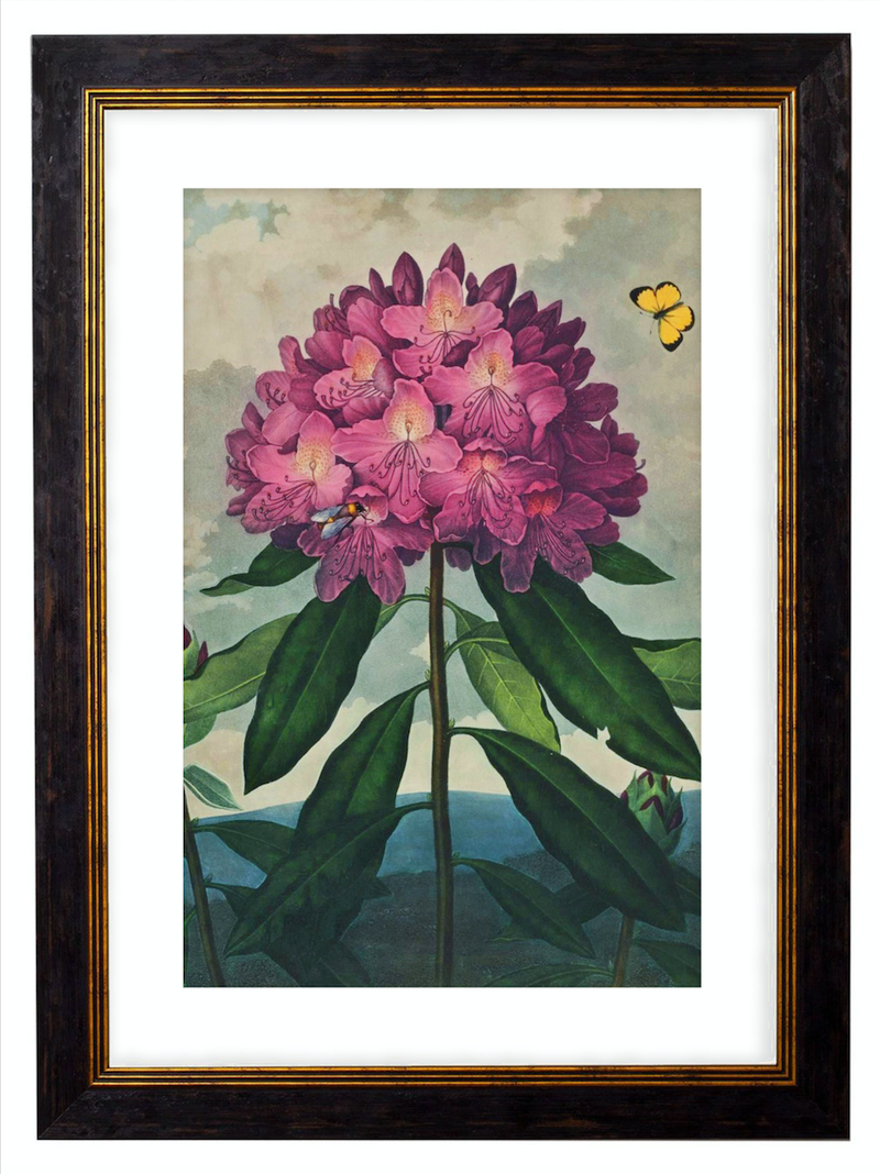Blossomed Flower - Referencing Antique 1900s Artwork Print. Framed Wall Art PictureVintage Frog T/APictures & Prints