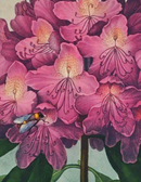 Blossomed Flower - Referencing Antique 1900s Artwork Print. Framed Wall Art PictureVintage Frog T/APictures & Prints