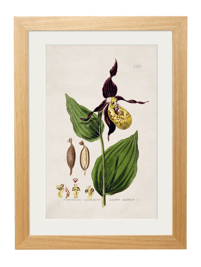 British Flowering Plant Prints - Referenced From A Beautiful Hand Coloured British Print From The 1800sVintage Frog T/APictures & Prints