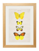 Butterflies Circa 1835 Prints - Referenced From The Work Of An 1800s NaturalistVintage Frog T/APictures & Prints