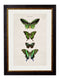 Butterflies Circa 1835 Prints - Referenced From The Work Of An 1800s NaturalistVintage Frog T/APictures & Prints
