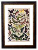 Butterflies, Classic Vintage Butterfly Chart by Adolphe Millot - 1900s Artwork Print. Framed Wall Art PictureVintage Frog T/APictures & Prints