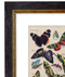 Butterflies, Classic Vintage Butterfly Chart by Adolphe Millot - 1900s Artwork Print. Framed Wall Art PictureVintage Frog T/APictures & Prints