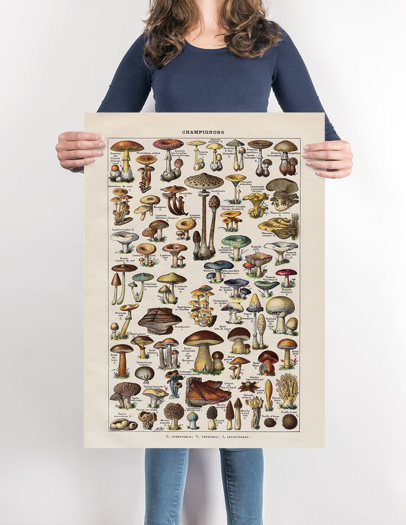 Champignon Mushroom Fungi Chart by Adolphe Millot Illustration Print On Canvas, Wall Hanging Decor PictureVintage FrogPictures & Prints