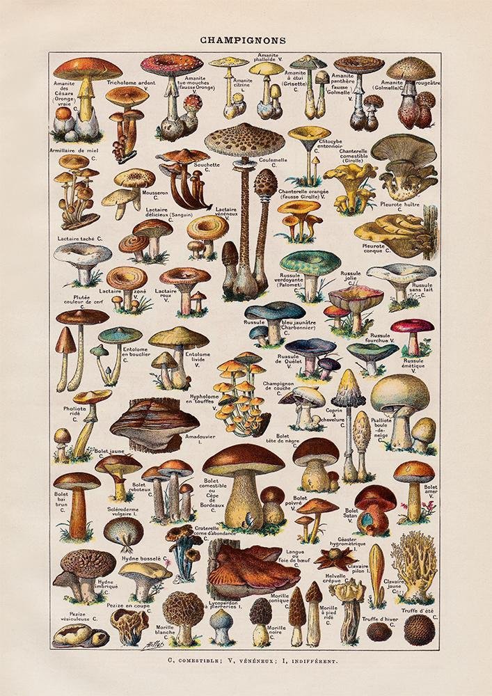 Champignon Mushroom Fungi Chart by Adolphe Millot Illustration Print On Canvas, Wall Hanging Decor PictureVintage FrogPictures & Prints