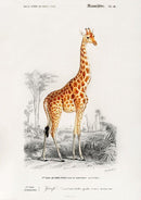 Classic Giraffe Illustration Print On Canvas, Wall Hanging Decor Picture.Vintage FrogPictures & Prints