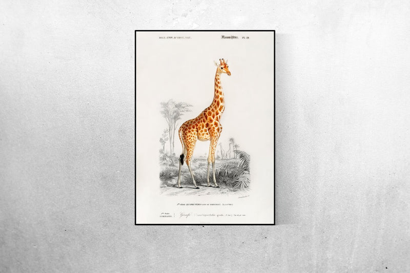 Classic Giraffe Illustration Print On Canvas, Wall Hanging Decor Picture.Vintage FrogPictures & Prints