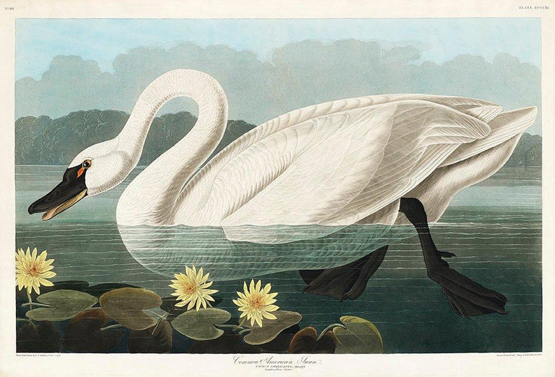 Common American Swan from Birds of America Poster Illustration Print On Canvas, Wall Hanging Decor Picture.Vintage FrogPictures & Prints