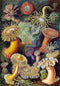 Coral Reef Forest Illustration by Ernst Haeckel Print On Canvas, Wall Hanging Decor PictureVintage FrogPictures & Prints