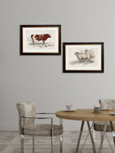 Cow and Sheep Farmyard Animal Framed Print Pictures - Referenced From Antique 1837 IllustrationsVintage Frog T/APictures & Prints