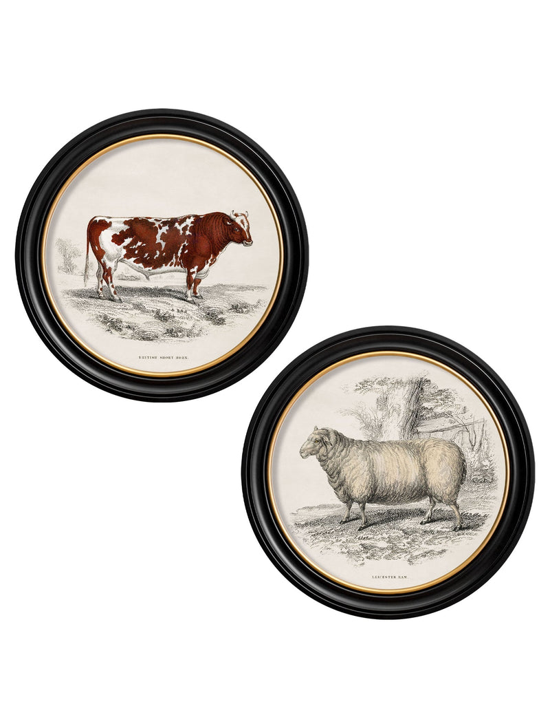 Cow and Sheep Farmyard Animal Framed Print Pictures - Round Frames - Referenced From Antique 1837 IllustrationsVintage Frog T/APictures & Prints
