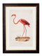 Flamingo Circa 1830 Print - Referenced From an 1800's IllustrationVintage Frog T/APictures & Prints