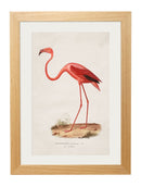 Flamingo Circa 1830 Print - Referenced From an 1800's IllustrationVintage Frog T/APictures & Prints