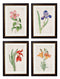 Flowering Wild Garden Plant Botanical Prints Pictures - Referenced From Antique Botanical 1780s IllustrationsVintage Frog T/APictures & Prints
