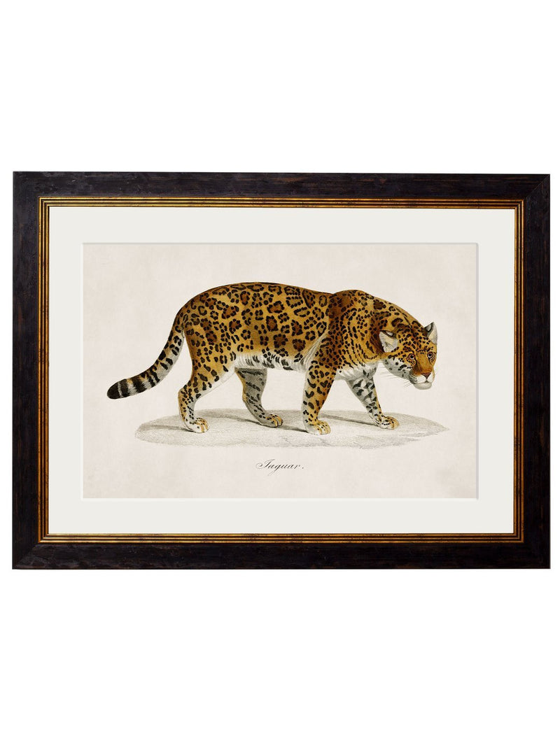 Framed 1836 Jaguar Print - Referenced from an 1800s Hand-Coloured PrintVintage FrogPictures & Prints