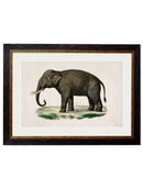 Framed 1846 Indian Elephant Print - Referenced from an 1800s Hand-Coloured PrintVintage FrogPictures & Prints