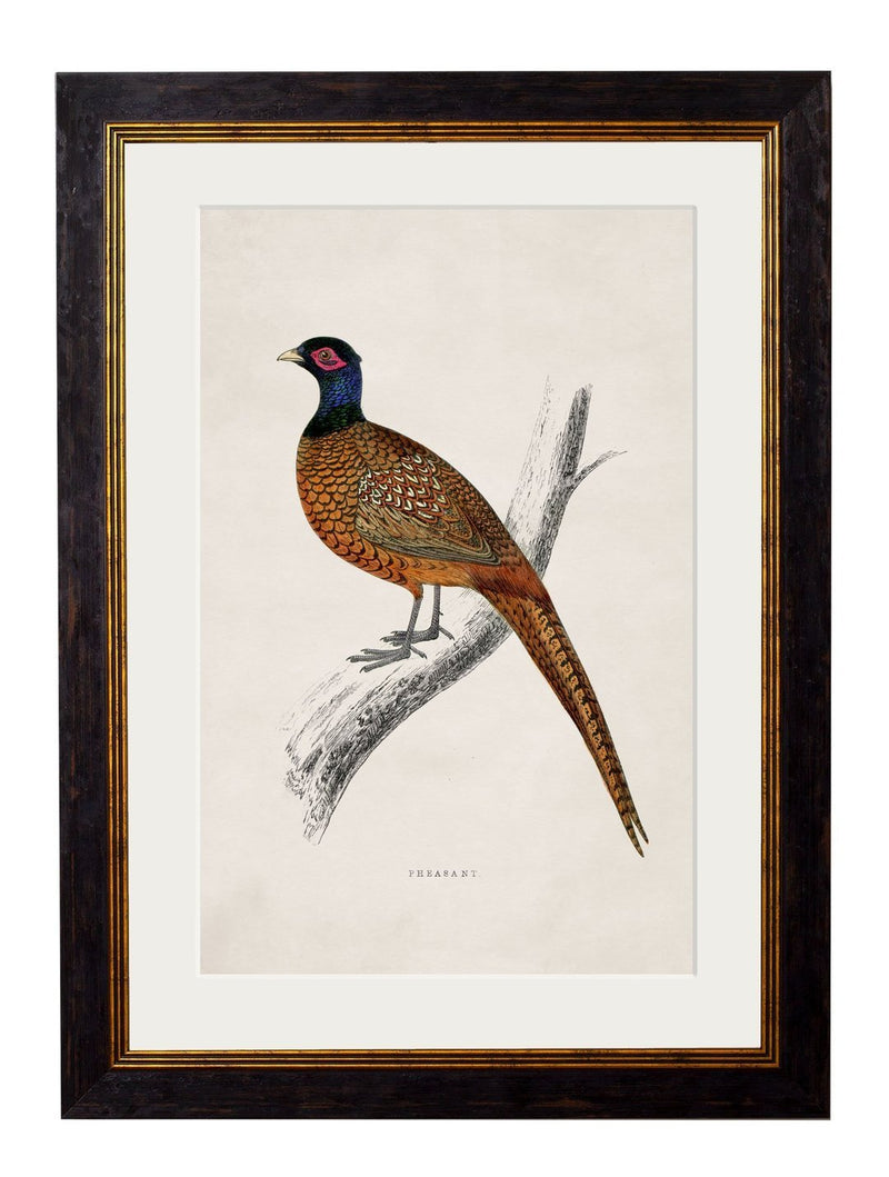 Framed 1850s Pheasant Print - Referenced From an 1800s British Natural History IllustrationVintage FrogPictures & Prints