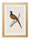 Framed 1850s Pheasant Print - Referenced From an 1800s British Natural History IllustrationVintage FrogPictures & Prints