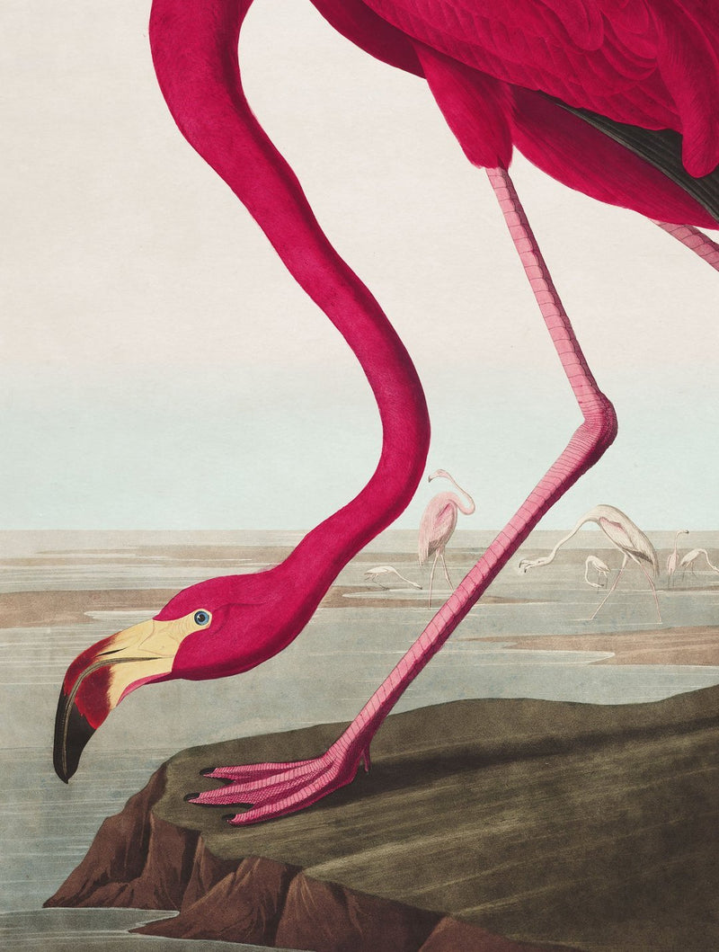 Flamingo Print