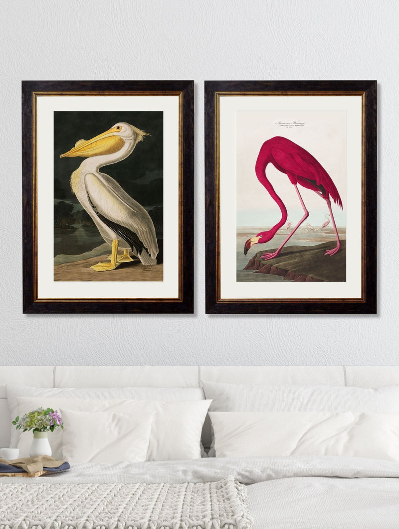 Framed American Flamingo Print - Referenced from an 1800s Hand-Coloured Audubon PrintVintage FrogPictures & Prints