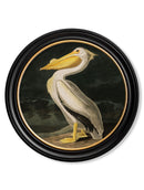 Framed American White Pelican Print - Referenced from an 1800s Hand-Coloured PrintVintage FrogPictures & Prints