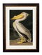 Framed American White Pelican Print - Referenced from an 1800s Hand-Coloured PrintVintage FrogPictures & Prints