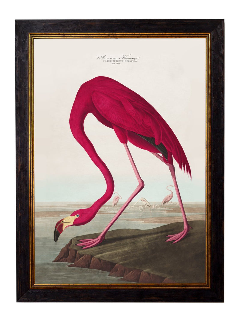 Framed Audubon's Birds of America Prints - Referenced From 1838 Hand Coloured Aubudon PrintsVintage Frog T/APictures & Prints