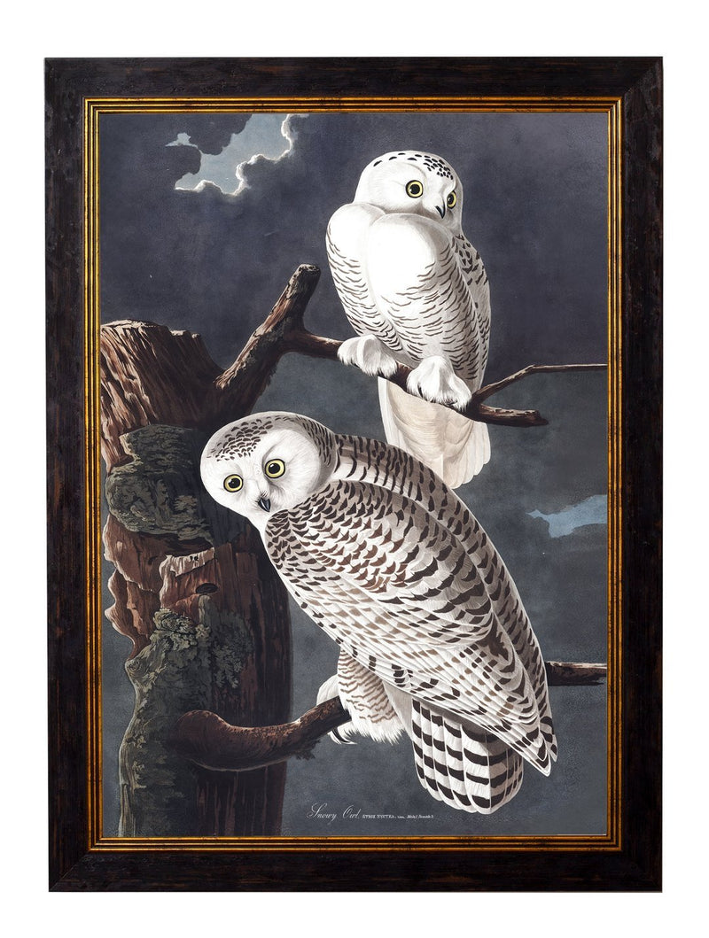Framed Audubon's Owl Prints - Referenced From 1838 Hand Coloured Aubudon PrintsVintage Frog T/APictures & Prints