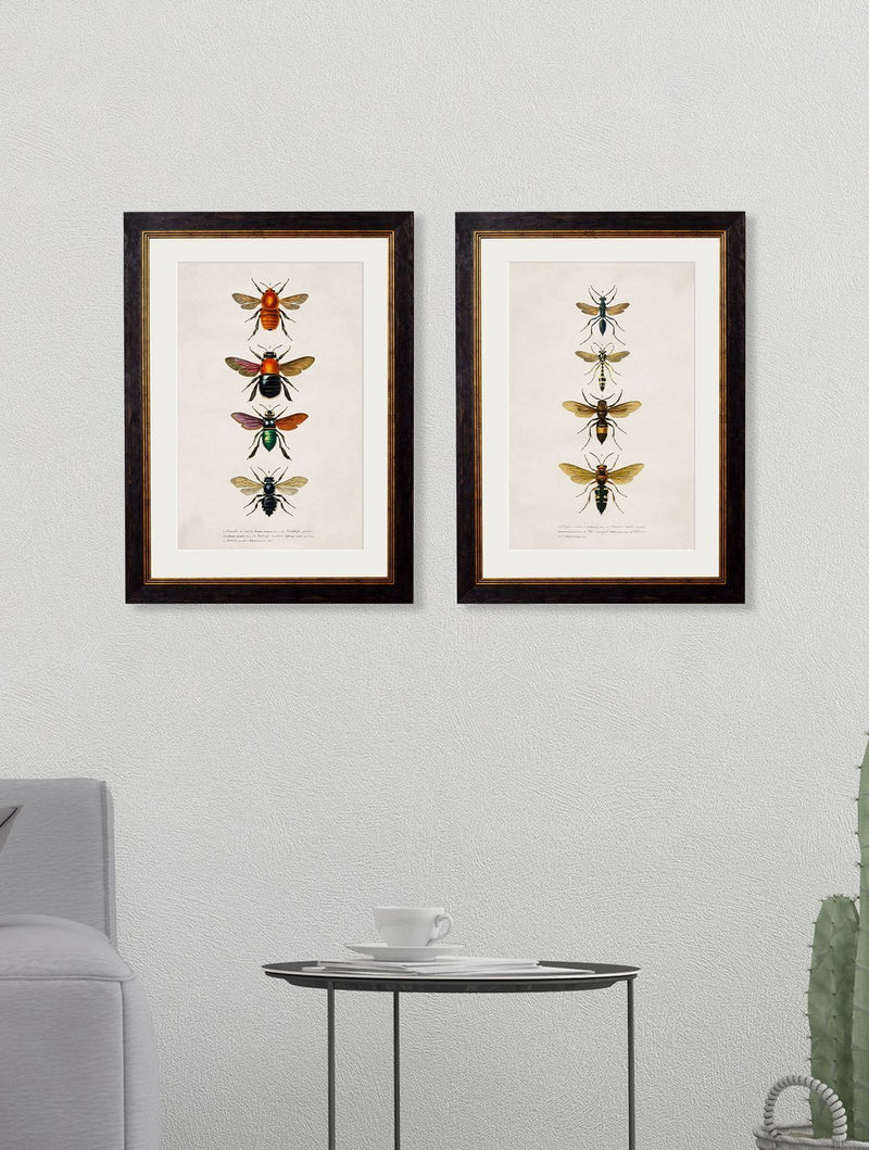 Framed Bees and Wasps Prints - Referenced from an Entomology Engraving from the 1800sVintage FrogPictures & Prints