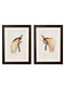Framed Birds of Paradise Prints - Referenced From an 1800s Hand Coloured French PrintVintage FrogPictures & Prints