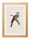 Framed British Bird Prints - Referenced from 1800s British Natural History Illustrations of Birds of Prey.Vintage FrogPictures & Prints