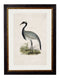 Framed British Crane Prints - Referenced from 1800s British Natural History Illustrations of Birds.Vintage FrogPictures & Prints