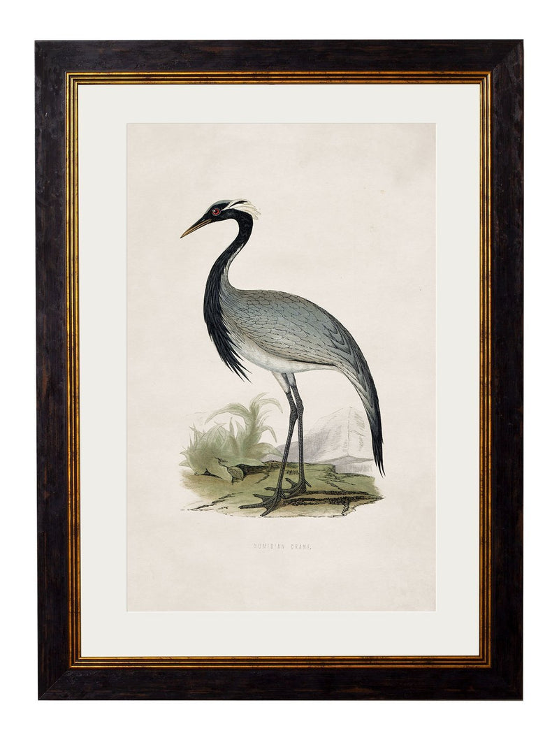 Framed British Crane Prints - Referenced from 1800s British Natural History Illustrations of Birds.Vintage FrogPictures & Prints