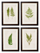 Framed British Fern Prints - Referenced From Botanical 1800s IllustrationsVintage FrogPictures & Prints