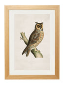 Framed British Owl Prints - Referenced from 1800s British Natural History Illustrations of Birds of Prey.Vintage FrogPictures & Prints