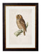 Framed British Owl Prints - Referenced from 1800s British Natural History Illustrations of Birds of Prey.Vintage FrogPictures & Prints