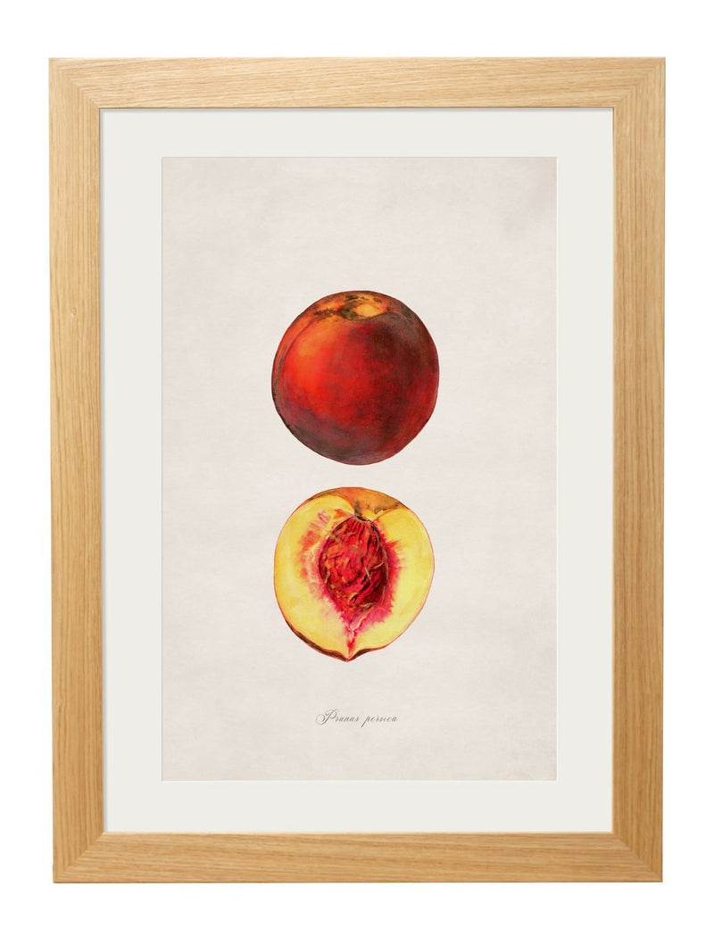 Framed British Studies of Fruit Prints - Referenced From Watercolour Paintings of American Pomological StudiesVintage FrogPictures & Prints