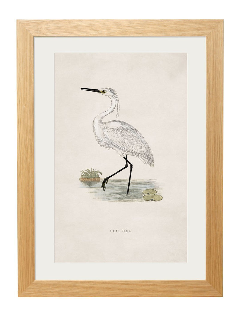 Framed British Wading Bird Prints - Referenced From 1800s British Natural History IllustrationsVintage FrogPictures & Prints