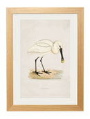 Framed British Wading Bird Prints - Referenced From 1800s British Natural History IllustrationsVintage FrogPictures & Prints