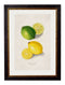 Framed Citrus Fruit Prints - Referenced From The Water Colour Paintings Of American Pomological StudiesVintage FrogPictures & Prints