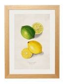 Framed Citrus Fruit Prints - Referenced From The Water Colour Paintings Of American Pomological StudiesVintage FrogPictures & Prints