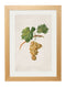 Framed Collection of Botanical Grapes - Referenced From 1800s French PrintsVintage FrogPictures & Prints