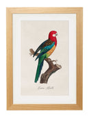Framed Collection of Parrot Prints - Referenced from French 1800s Hand-Coloured PrintsVintage FrogPictures & Prints