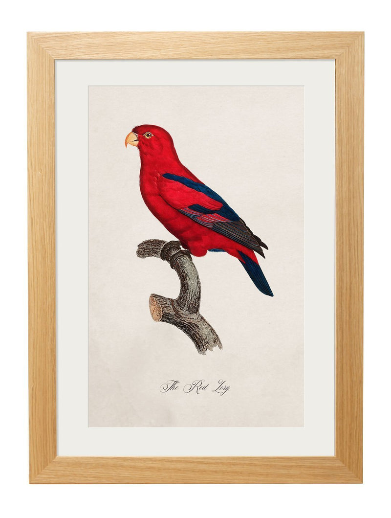 Framed Collection of Parrot Prints - Referenced from French 1800s Hand-Coloured PrintsVintage FrogPictures & Prints