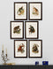 Framed Collection of Primates Prints - Referenced From 1910 IllustrationsVintage Frog T/APictures & Prints