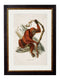 Framed Collection of Primates Prints - Referenced From 1910 IllustrationsVintage Frog T/APictures & Prints