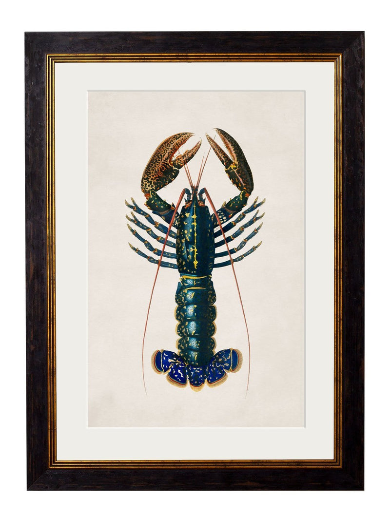 Framed Crimson Crawfish Print - Referenced from a French 1800s Hand-Coloured PrintVintage FrogPictures & Prints
